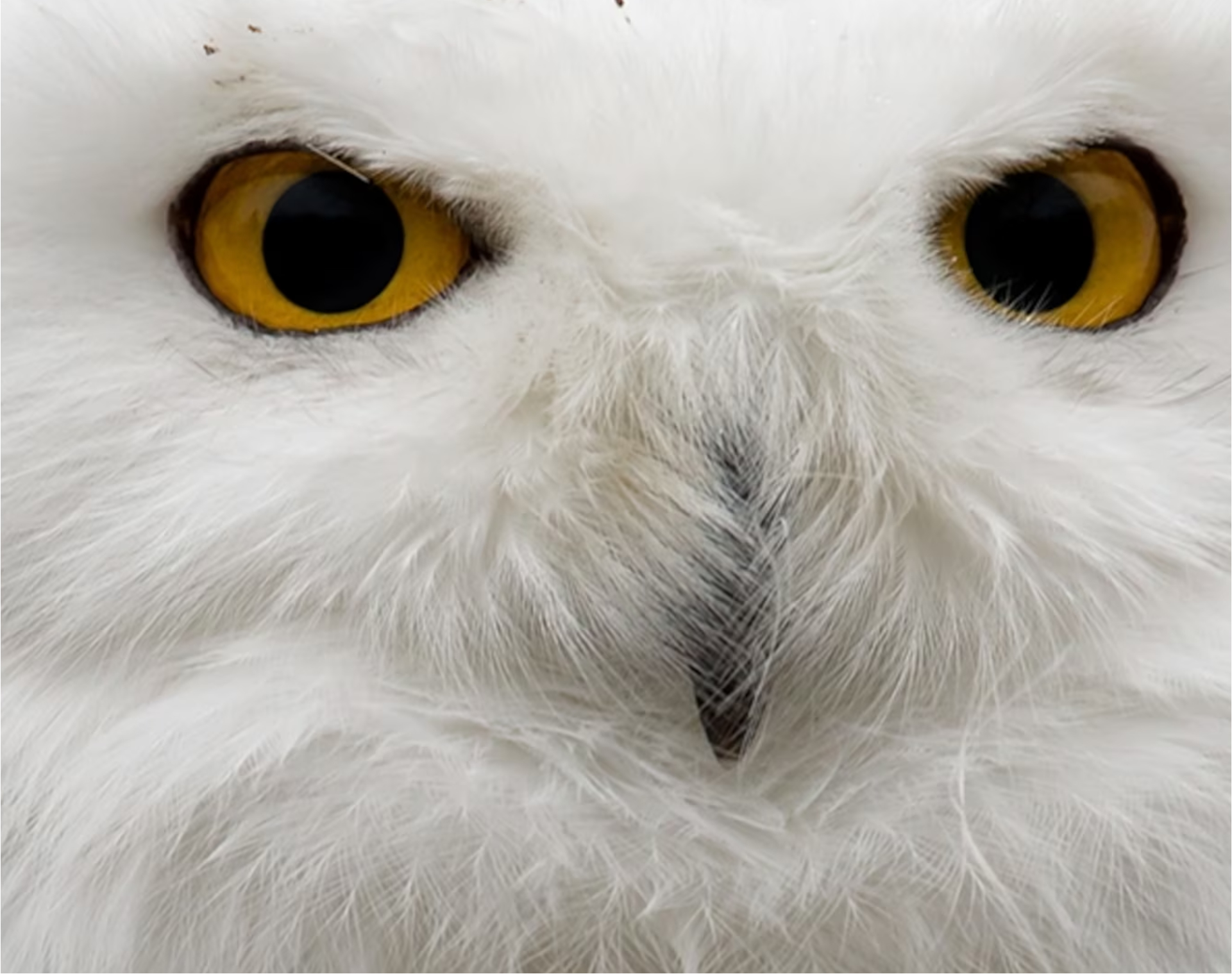 Snow owl eyes